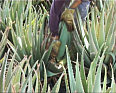 Aloe vera Bltter schneiden